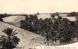 ALGERIE - EL OUED - PALMERAIES DANS LES DUNES - El-Oued