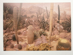Postcard Royal Botanic Gardens Kew London Cactus House My Ref B21656 - Cactusses