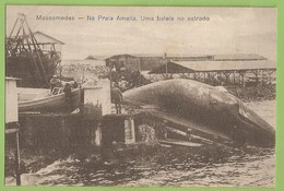 Moçamedes - Na Praia Amélia - Uma Baleia No Estrado - Angola - Whale - Baleine - Angola