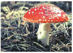 (105) Mushroooms - Champignon - Hongos
