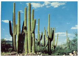 (105) USA - Cactus - Cactus