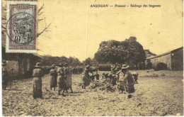 ANJOUAN ... POMONI ... SECHAGE DES BAGASSES - Comoren