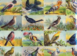 Planche Avec 16 Chromos Découpis Scraps L&B: Oiseaux (Ref. 112916) - Animals