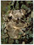 (270) Australia - NSW - Dubbo And Koala Bears Greetings - Dubbo