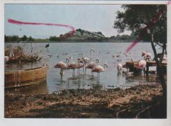 Cpm 1110930 Réserve Africaine De Sigean (flamants) - Sigean