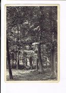 41841 - Wavre Centre De Plein Air Madeleine Clement De La Commune Dixelles - Une Allee Sous Bois - Wavre