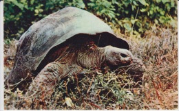 Turtle Unused - Schildkröten