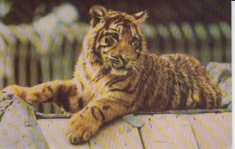 Tiger Unused - Tigres