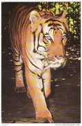 Animals, Animaux-tigers -zoo - Tijgers