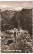 Weg Zur Rettenbach-alm Gegen Stubaier-Alpen - Foto Fiegl, Sölden - Donkey / Ezel / Esel - Sölden