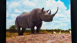 CPM AFRICAN WILD LIFE RHINOCEROS - Rinoceronte