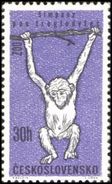 Czechoslovakia / Stamps (1962) 1248: Animals Of Our ZOO (common Chimpanzee - Pan Troglodytes); Painter: Premysl Rolcik - Chimpancés