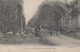 Forêt Du Gâvre 44 - Chasse à Courre - Meute Chiens - Le Gavre
