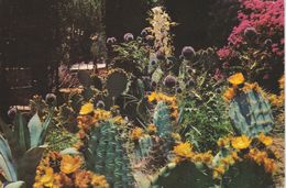 (BLA76) BLANES. JARDIN BOTANICO. CACTUS - Cactus