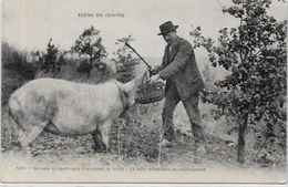 CPA Truffes Champignon Mushroom Dordogne Non Circulé Cochon Truffier Truffe - Autres & Non Classés