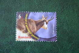 2013 Geit Goat Dieren Animals Tiere Oblitere Gestempeld / USED ROMANIA / ROEMENIE ROUMANIE - Gebruikt