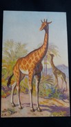 CPA GIRAFE GIRAFES DESSIN EB STZF N° 125 SUISSE - Girafes