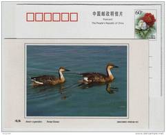 Swan Goose,China 2002 Dongtan Rare Bird Postal Stationery Card - Oies