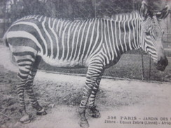 Paris Jardin Des Plantes ZOO Thème - Animaux & Faune Le Zèbre  - CPA  Carte Postale Europe -France - Zèbres