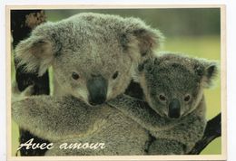 Femelle Koala Et Son Petit - Autres & Non Classés