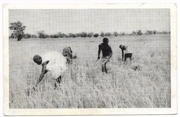 Mali Récolte Dans Les Rizieres De La Plaine De TAMANI BAROUELI Air MALI  Animation - G - Malí