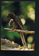 SEYCHELLES -Black Parrot  Praslin - Peroquet Noir Preslin  -Photo By David James -Paypal Sans Frais - Seychelles