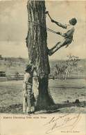 080817 - AUSTRALIE SYDNEY - Aborigènes Tribu - Native Climbing Tree With Vine - Aborigenes