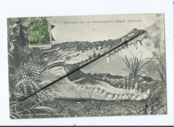 CPA -  Asie - Indonésie - Embleem Van Het Soerabajasche Wapen (Krokodil) Soerabaja - Surabaye(crocodile ) - Indonésie