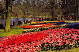 Holland In Bloementooi - Keukenhof - Lisse