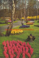 Keukenhof - Lisse