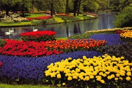 Holland In Bloementooi - Keukenhof - Lisse