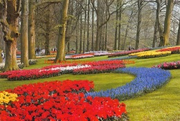 Keukenhof - Lisse