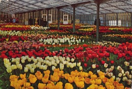 Keukenhof - Lisse