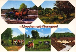 Groeten Uit Â… - Nunspeet - Nunspeet