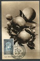 3815  -  ALGERIE  N°311       3ème Congrès International D'agrumiculture Méditerranéenne à Alger   8/5/54   SUPERBE - Cartes-maximum