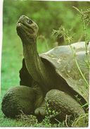 S6544- Tortue Géante - Galapagos - Schildkröten