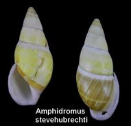 Amphidromus Stevehubrechti - Conchiglie