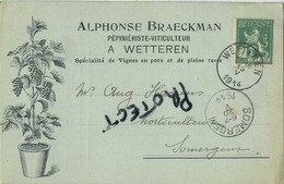 Wetteren : Alphonse Brarckman : Pepiniériste-viticulture : 1914    -  2 Scans - Wetteren