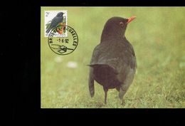 Belgie Buzin Vogels Birds 2458 Maximumkaart Brussel 1/6/1992 - 1991-2000