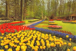 Keukenhof - Lisse