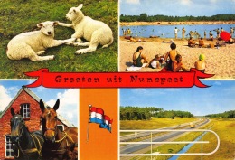 Groeten Uit Â… - Nunspeet - Nunspeet