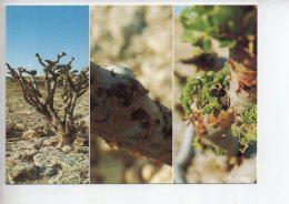 REF 292  : CPM OMAN Frankincense In Dhofar Sultanat D' - Oman