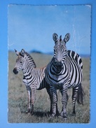 Zebra - Mombasa Kenya - Zebra's