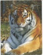 Le Tigre De Sibérie, Belle Carte Postale Adressée ANDORRA, Avec Timbre à Date Arrivée - Tijgers