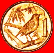 § BIRD: CAYMAN ISLANDS ★ 1 CENT 1999 MINT LUSTER! LOW START★ NO RESERVE! - Caimán (Islas)