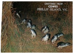 (779) Australia - VIC - Phillip Island And Little Penguins - Mornington Peninsula