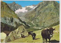 SUISSE,SCHWEIZ,SVIZZERA,SWITZERLAND,HELVETIA,SWISS ,VALAIS,FERRET,ALPAGE,VACHE - Sonstige & Ohne Zuordnung