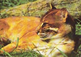 ANIMALS - ASIAN GOLDEN CAT (Catopurma/Pardofelis Temminckii) - Dierentuin