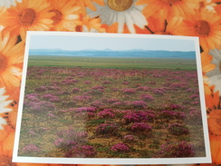 Mongolia. Desert In Bloom - Modern Postcard - Mongolie