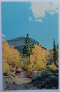 USA - The Aspen Trail - Autumn's Majestic Splendor - Ecrite De Laramie - (n°8721) - Other & Unclassified